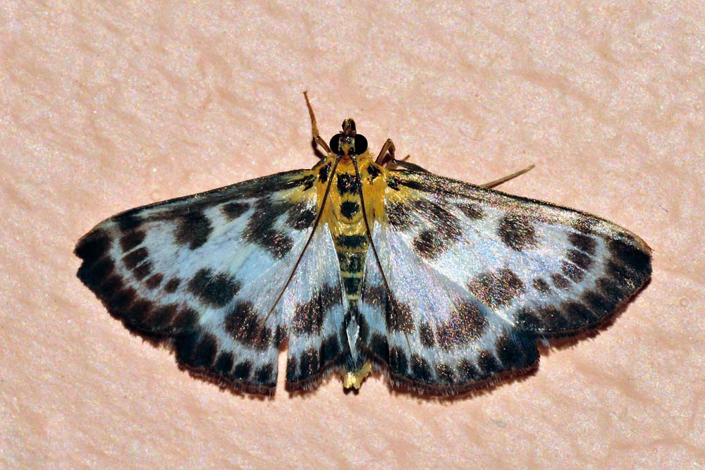 Crambidae: Anania hortulata